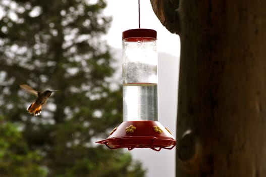 Hummingbird Flies to feeder