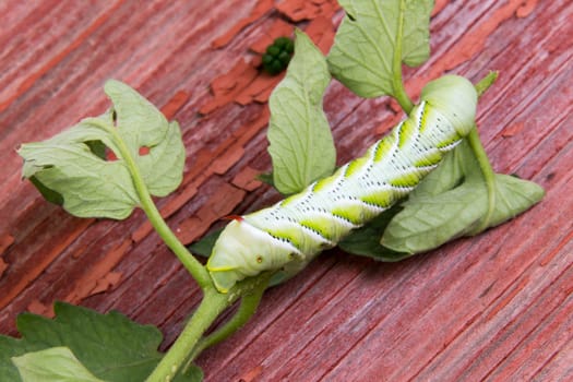 Close up high angle view of a large segmented green caterpillar on a small twig of leaves