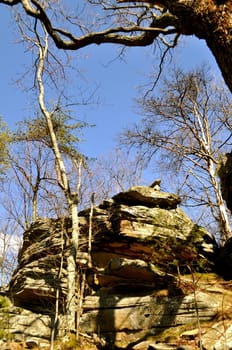 Boulder and tree at Point Park