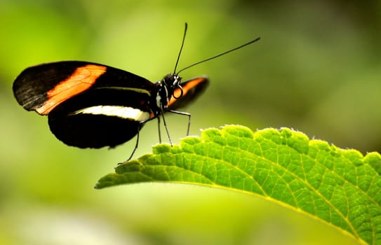 Butterfly on leaf