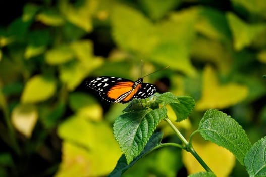 Butterfly on leaves
