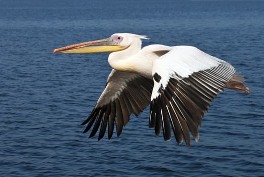 A Great White Pelican (Pelecanus onocrotalus) in flight over the sea near the coast of Namibia