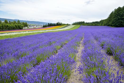 Lavender farm in Japan3