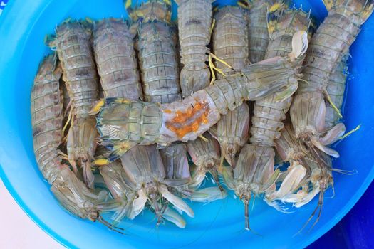  mantis shrimp (crayfish) in fresh seafood market ready to cooking