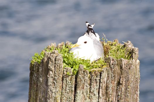 Seagull at the balcic sea