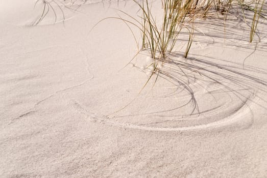 Detail of a Dune in Germany