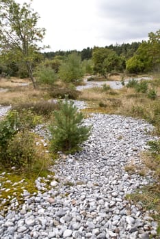 Field of Flint Stones in Germany