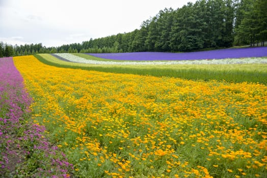 Colorful flower garden2