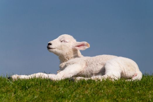 lamb / north sea coast of st. peter-ording / germany