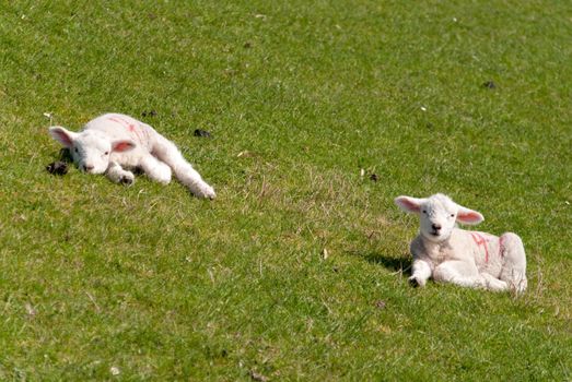 lambs / north sea coast of st. peter-ording / germany