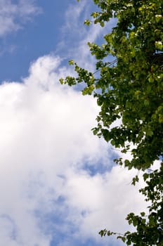 Tree and cloud background