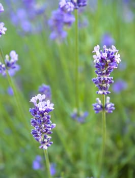 Lavender flower