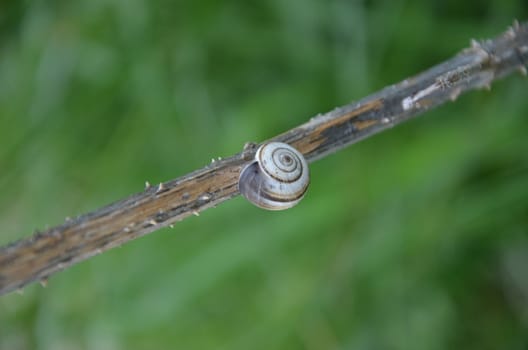 Small snail in a shell on a barbed thread