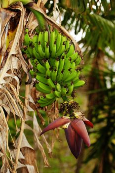 Bunch of green bananas growing on a plantation in Costa Rica.