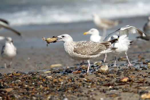 Group of seagulls on the beach
