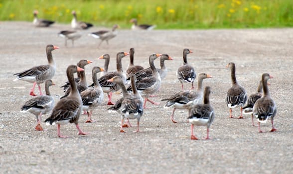 A flock of gray geese strolling