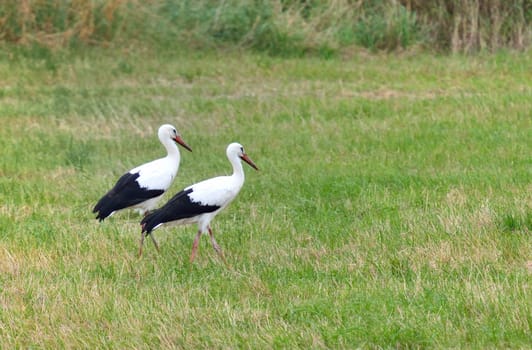 Two storks on a meadow