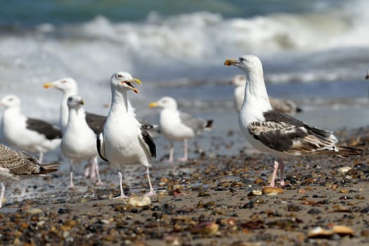 Group of seagulls on the beach
