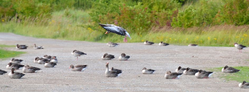 A flock of greylag geese at nap. One is disturbing ...