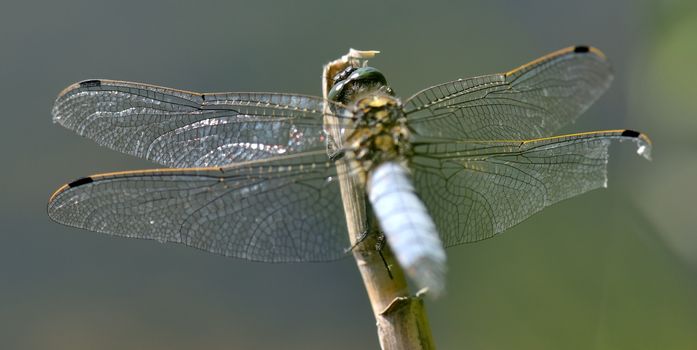 Dragonfly Broad-bodied Chaser - Libellula depressa