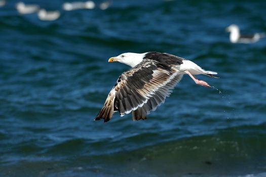 A black-backed gull in flight