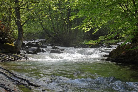 rapids on river in Carpathian mountains