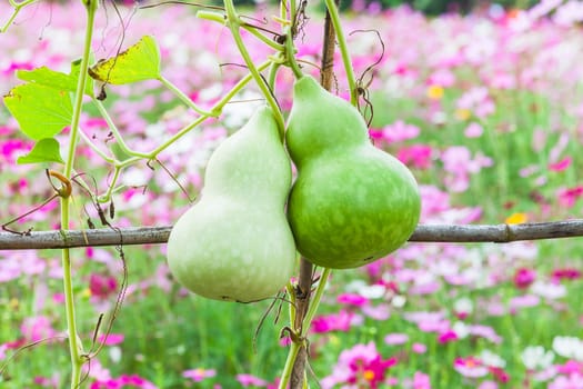 Fresh calabash hanging on the garden