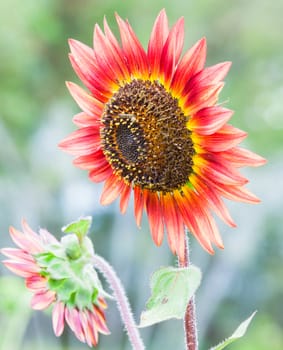 Detail of a field with many sunflowers in sunlight with shallow depth of field