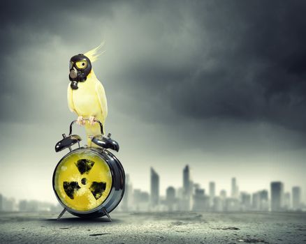 Image of yellow parrot in gas mask sitting on alarm clock. Ecology concept