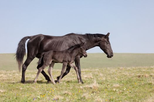 Mare with a foal go on a mountain pasture