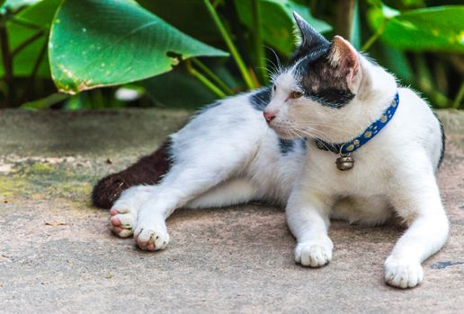 Close-up cat in Thailand