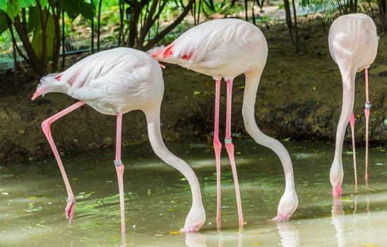 Three pink flamingos are searching feed in the water