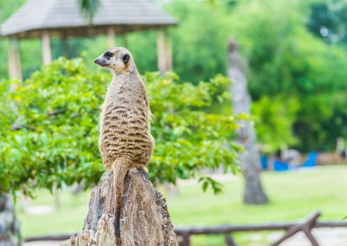 Meerkat standing upright.