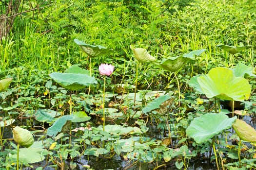 Lotus leaf in a swamp