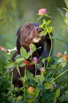 The black doggie smells a clover flower. Small black doggie. Not purebred dog. Doggie on walk. The not purebred mongrel.