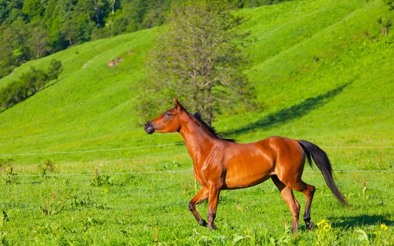 Arab racer runs on a green summer meadow