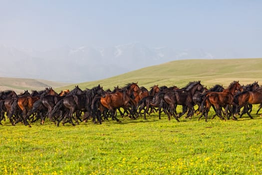 Herd of horses on a summer pasture