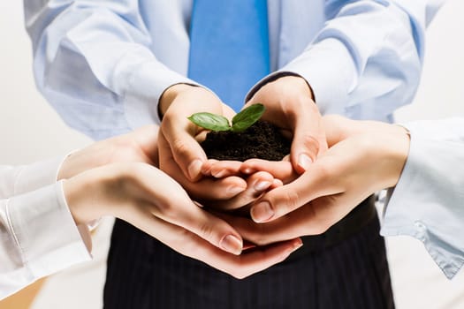 Close up of businessmen hands with sprout in palms