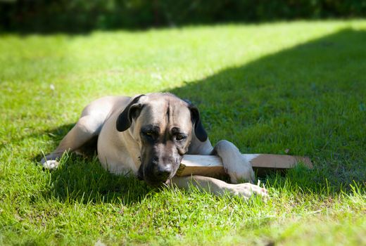 boerboel dog lying on the grass and chewing on a stick