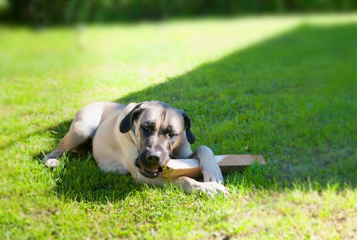 boerboel dog lying on the grass and chewing on a stick