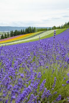 Lavender farm in Japan5