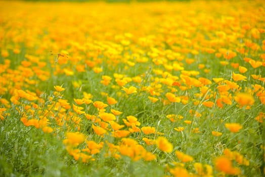 Garden of Yellow poppy and dragonfly1