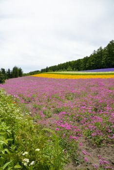 Colorful flower blossom garden in Japan4