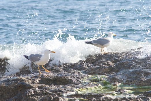 Seagull on the rocks of a rough coastline