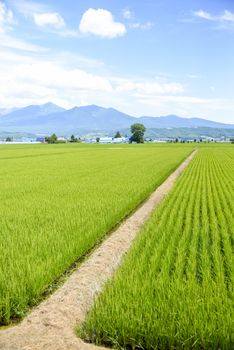 Green rice fields in Japan1