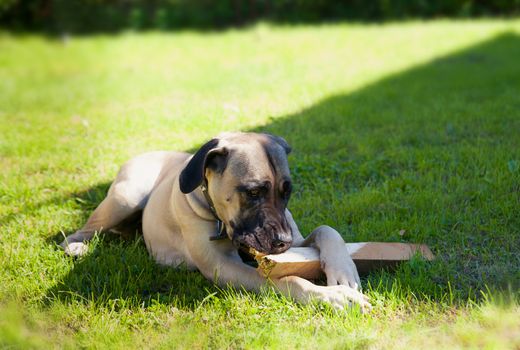 boerboel dog lying on the grass and chewing on a stick