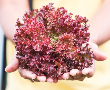 Fresh Purple lettuce organic in hand.