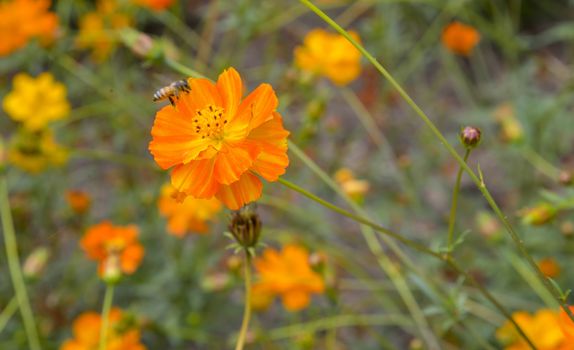 Orange cosmos flower with bee