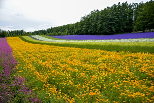 Colorful flower garden3