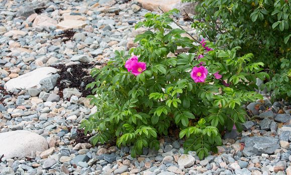 These flowers are rooted in a bed of rocks and sand on the Maine coastline and yet are thriving.
